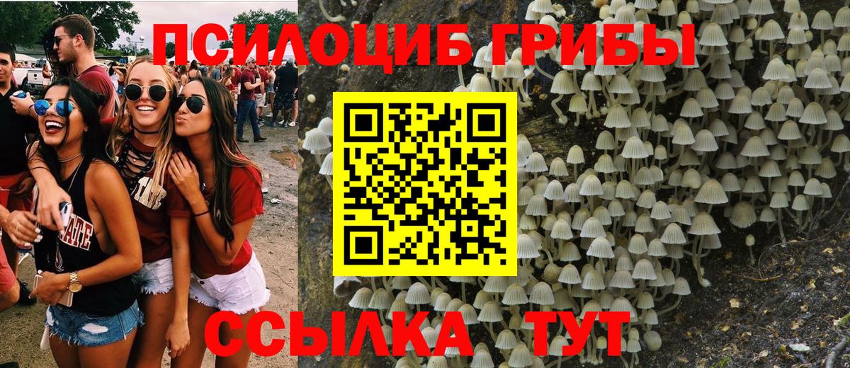 Брянск  Псилоцибиновые грибы Psilocybine cubensis  Вход с VPN 